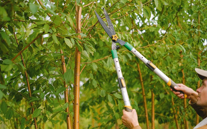Tree trimming in Fish Haven, ID