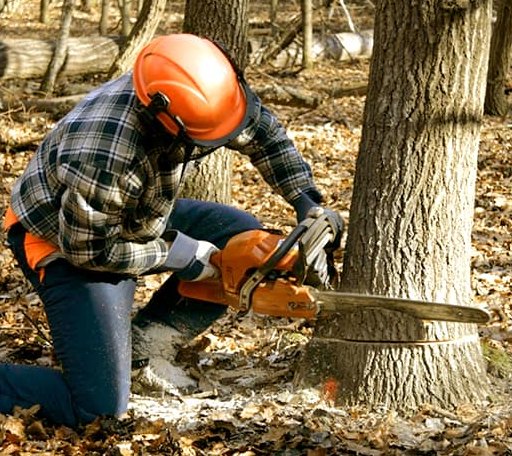 Tree Removal in Fish Haven, ID